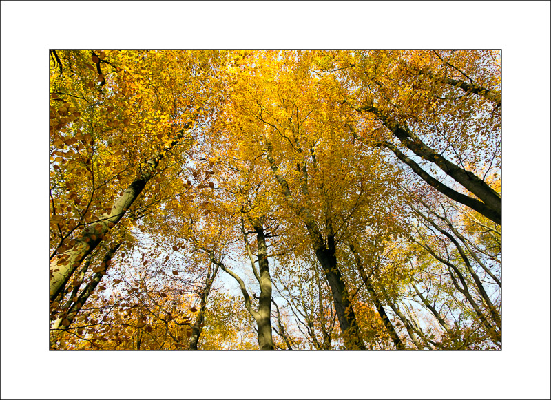  - Sherwood Forest - Autumn