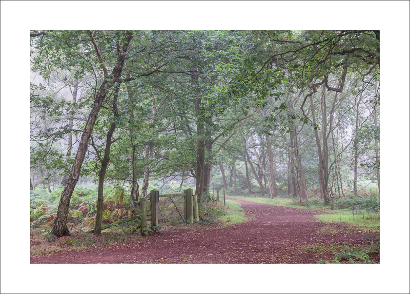  - Sherwood Forest