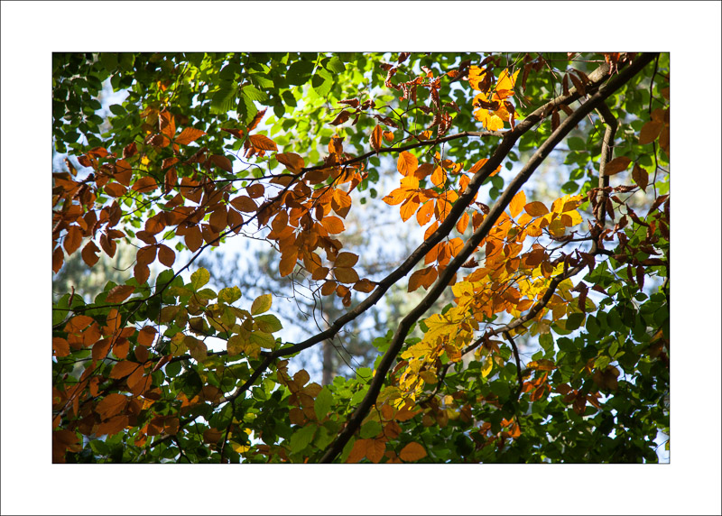  - Sherwood Forest - Autumn