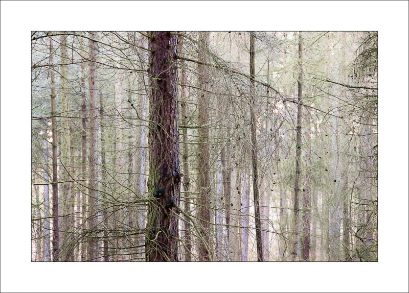  - Sherwood Forest
