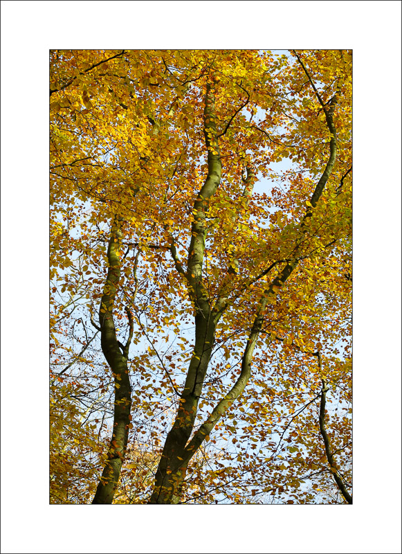  - Sherwood Forest - Autumn