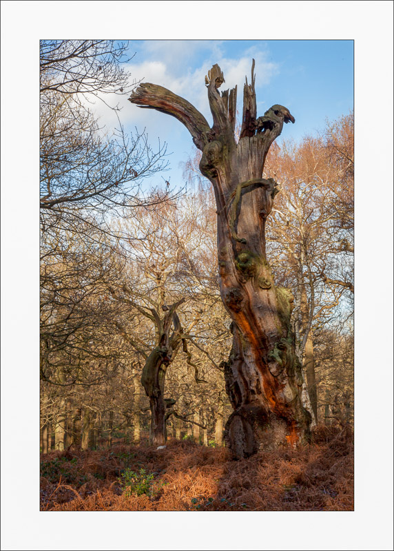  - Ancient Oaks
