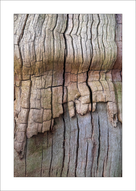  - Ancient Oaks