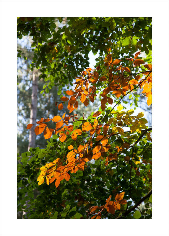  - Sherwood Forest - Autumn