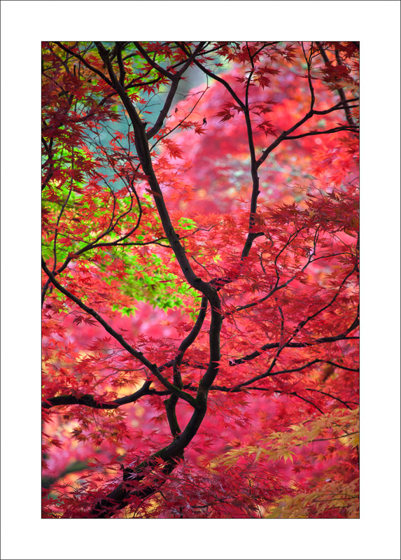  - Westonbirt