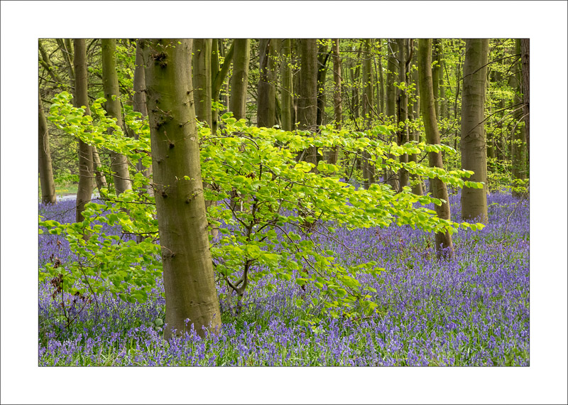  - Clumber Park