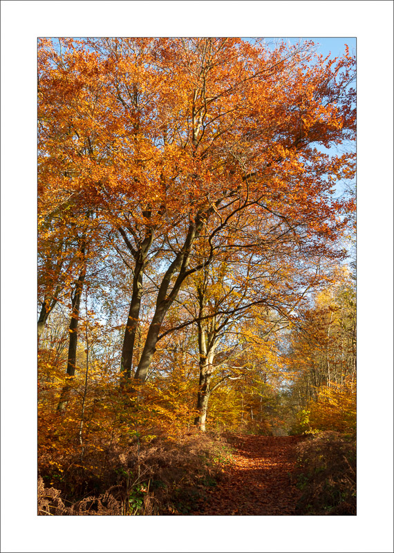  - Sherwood Forest - Autumn