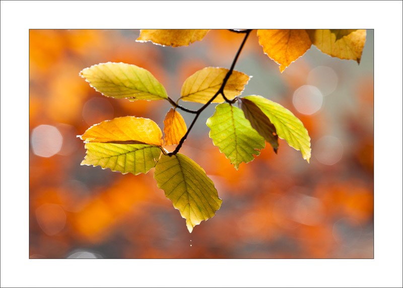  - Sherwood Forest - Autumn