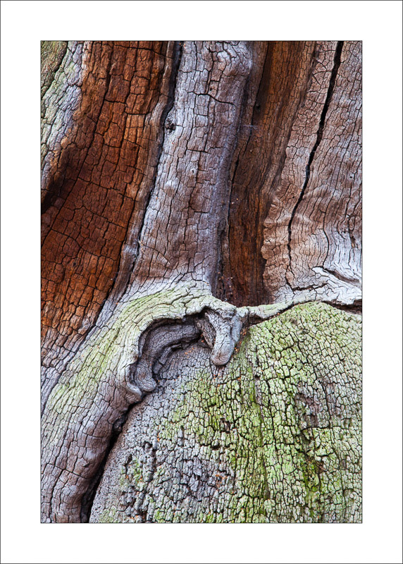  - Ancient Oaks
