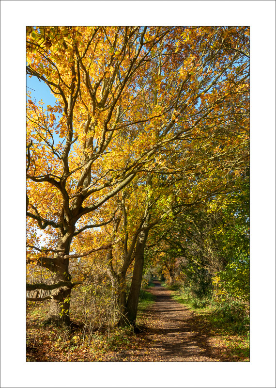  - Southwell Trail in Autumn