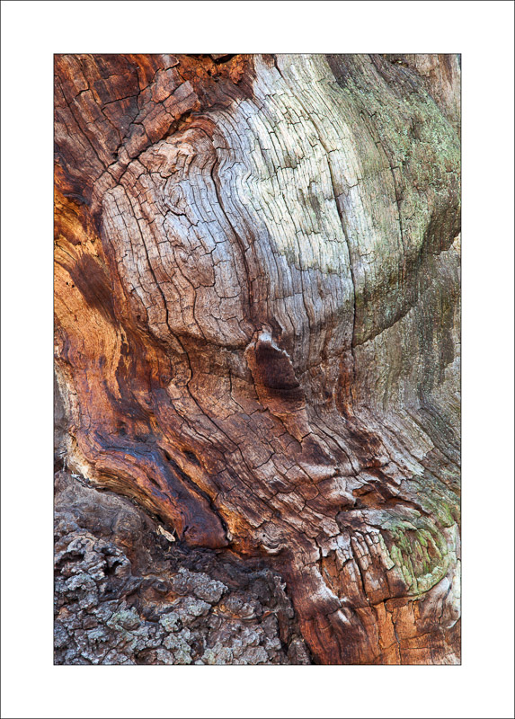  - Ancient Oaks