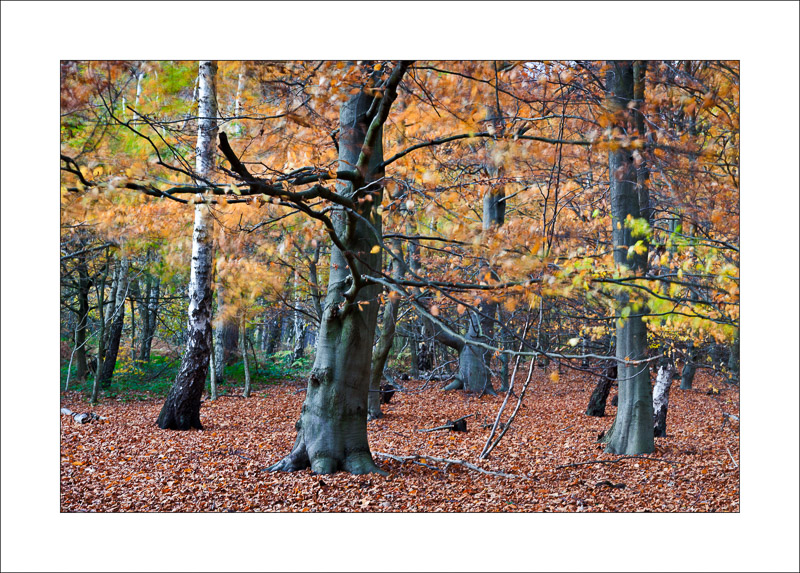  - Sherwood Forest - Autumn