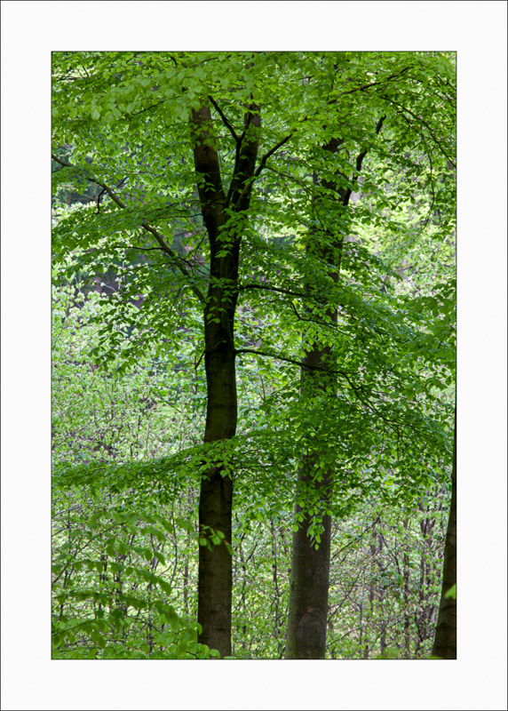  - Sherwood Forest