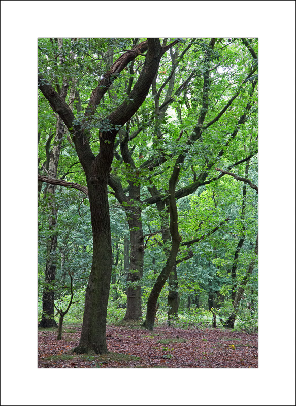  - Sherwood Forest