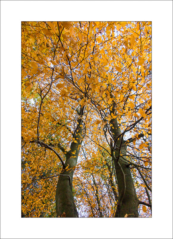  - Sherwood Forest - Autumn