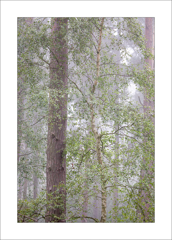  - Sherwood Forest