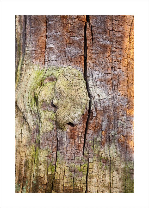  - Ancient Oaks