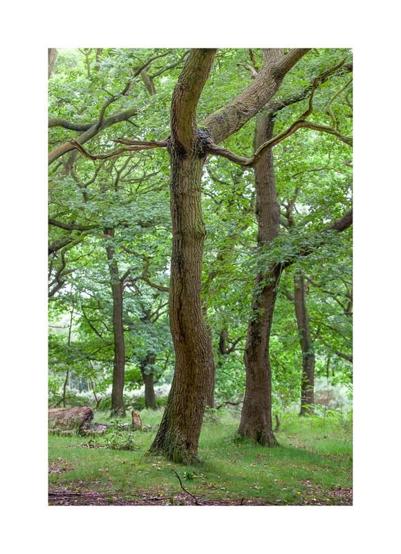  - Sherwood Forest
