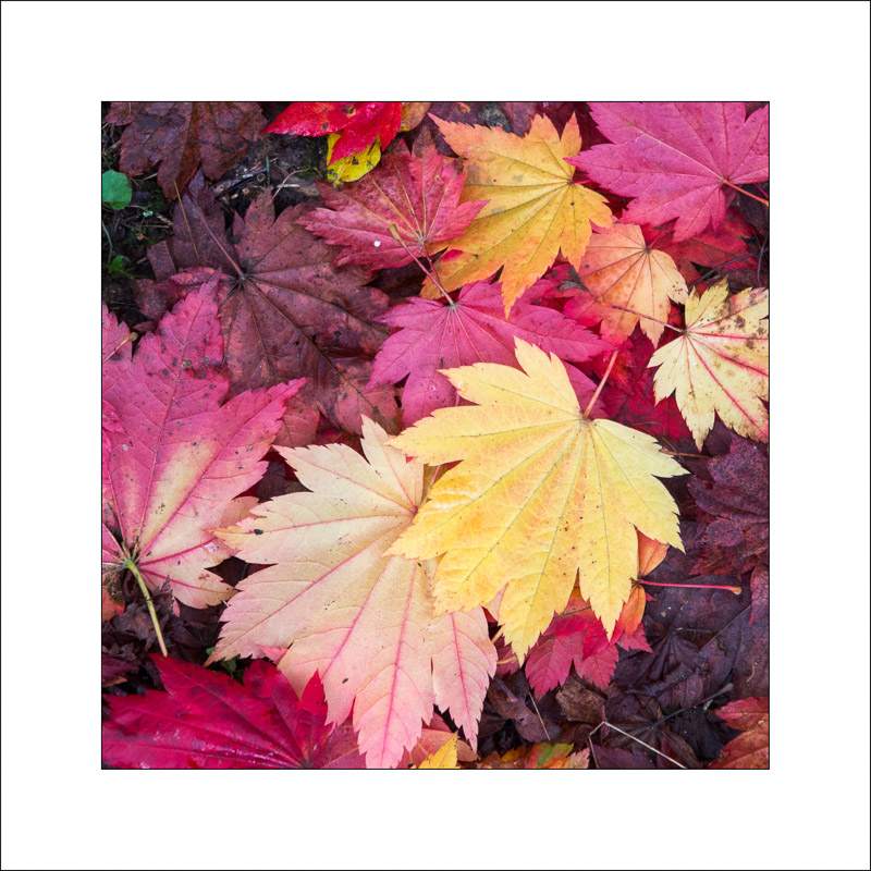  - Westonbirt