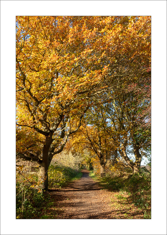  - Southwell Trail in Autumn