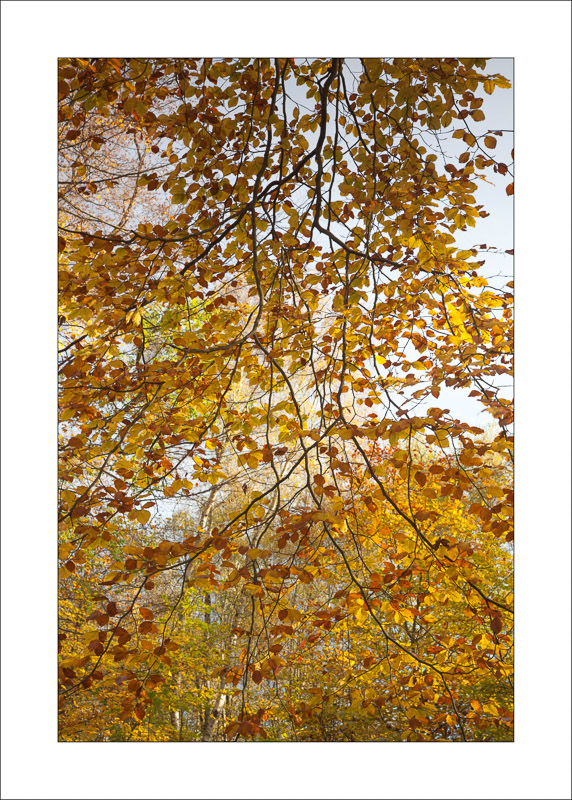  - Sherwood Forest - Autumn