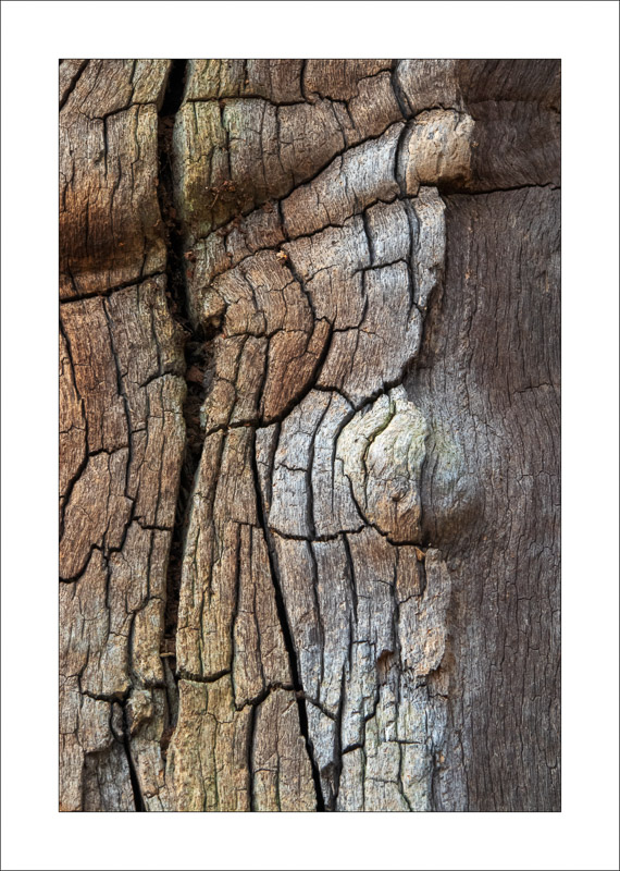  - Ancient Oaks