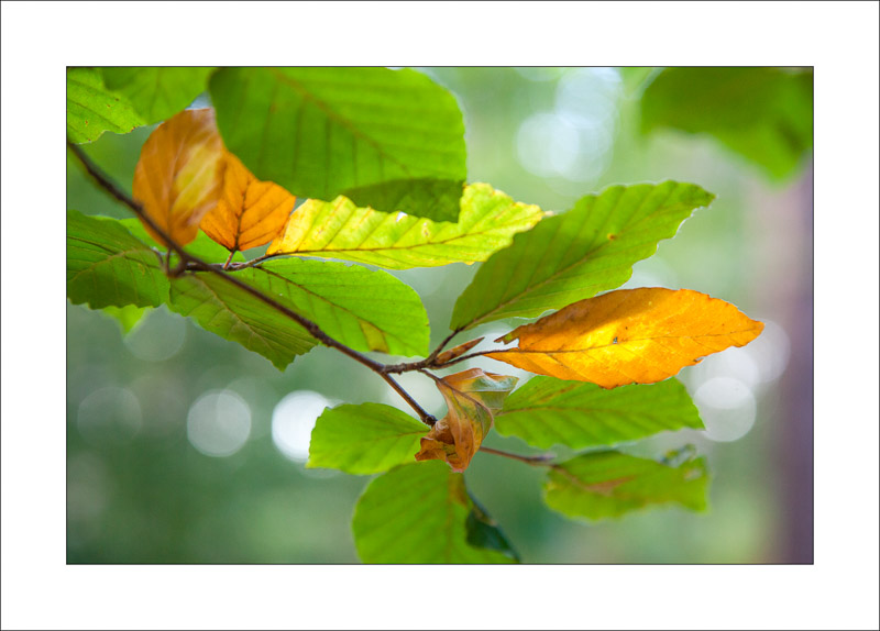  - Sherwood Forest - Autumn