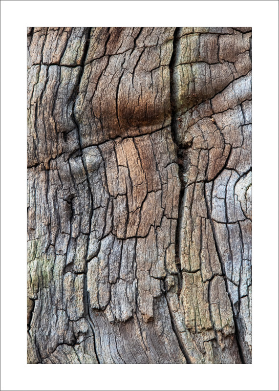  - Ancient Oaks