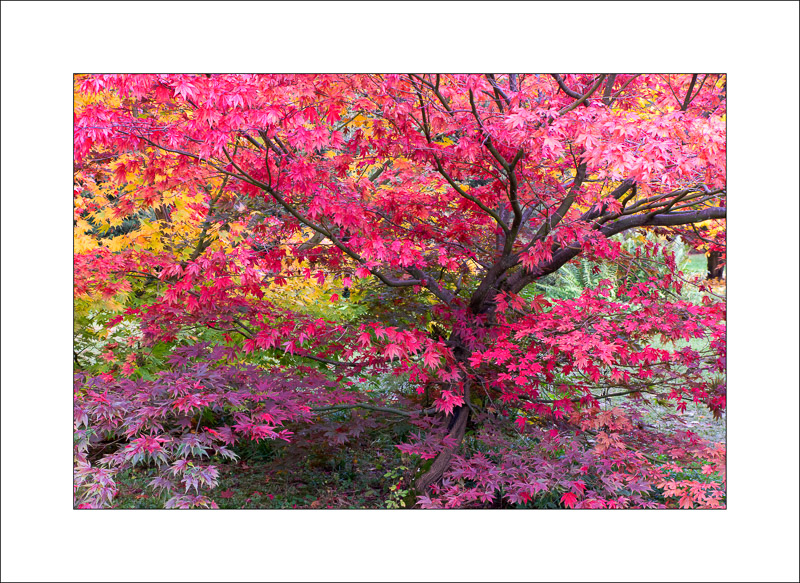  - Westonbirt