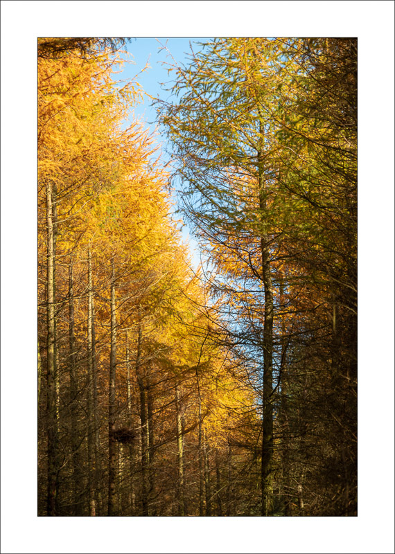  - Sherwood Forest - Autumn