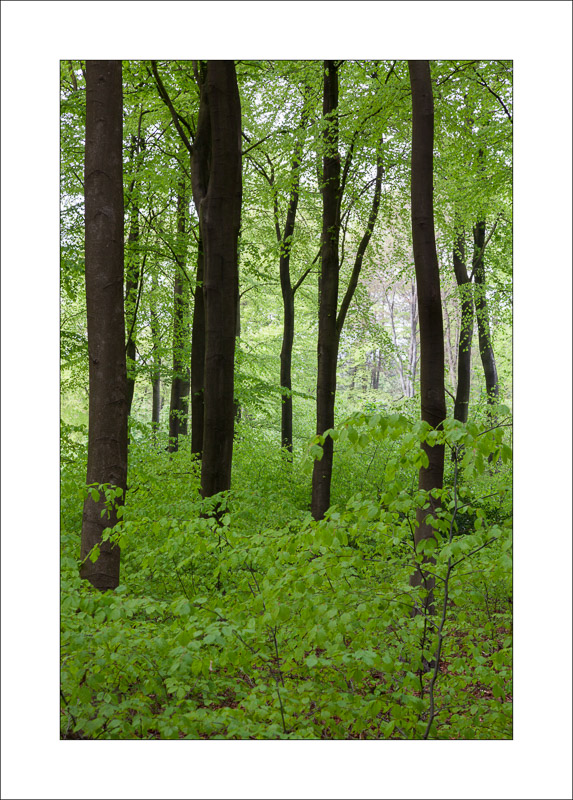  - Sherwood Forest