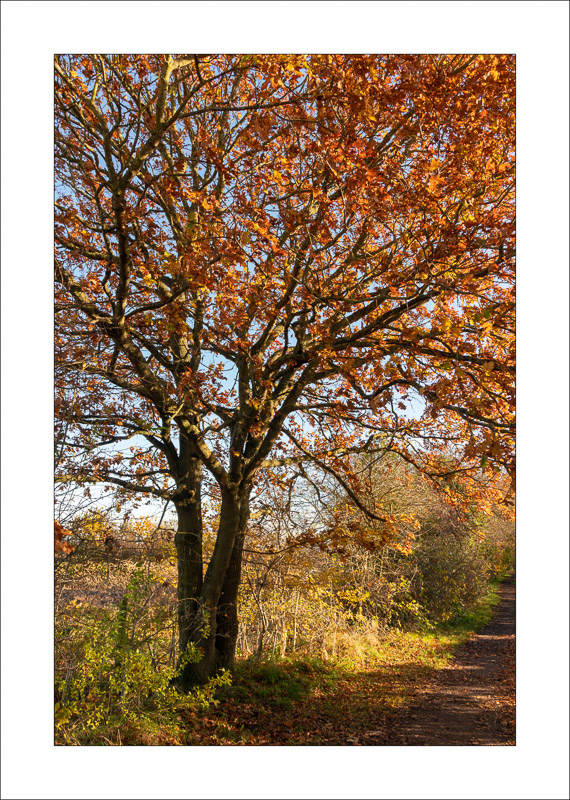  - Southwell Trail in Autumn