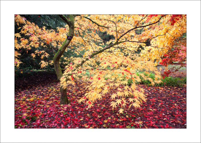  - Westonbirt