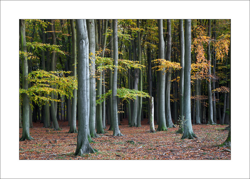  - Sherwood Forest - Autumn