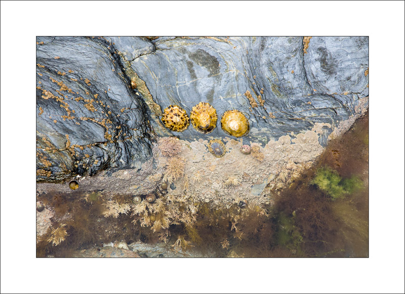  - Rock Studies - Cornwall 2