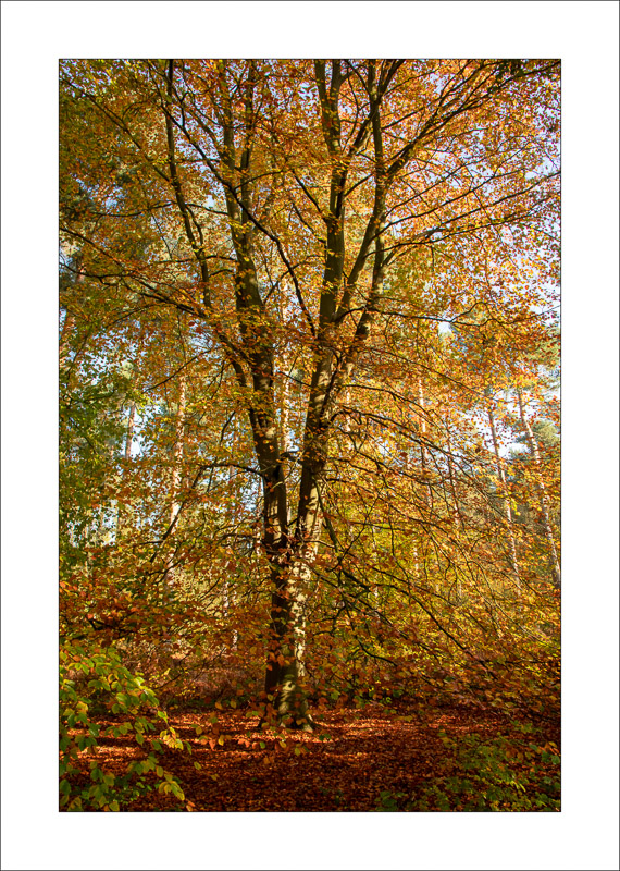  - Sherwood Forest - Autumn