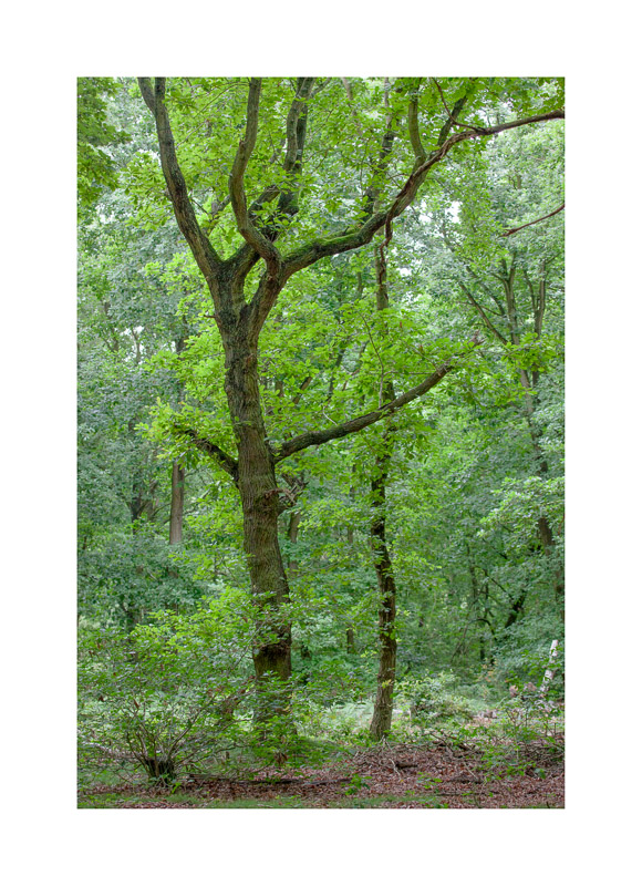  - Sherwood Forest