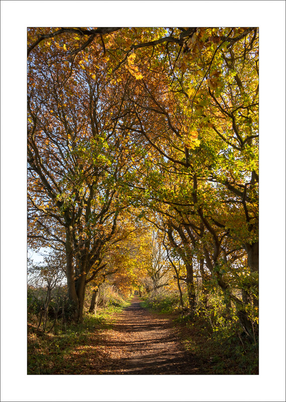  - Southwell Trail in Autumn