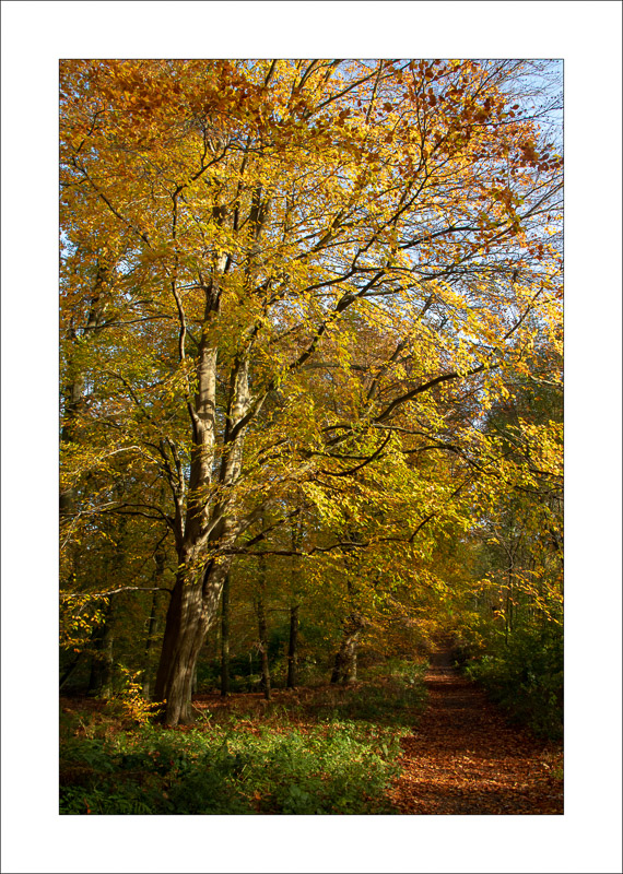  - Sherwood Forest - Autumn