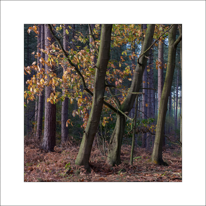  - Sherwood Forest