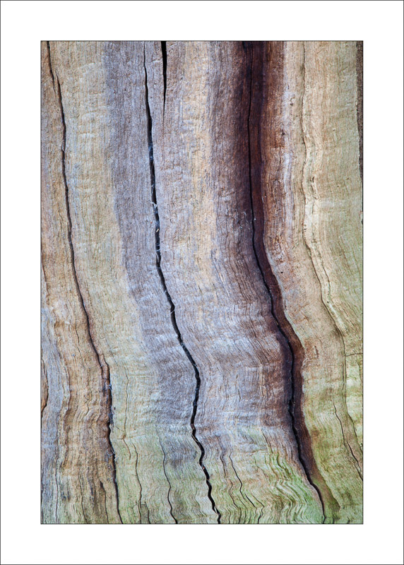  - Ancient Oaks