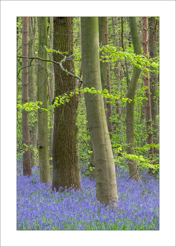  - Clumber Park