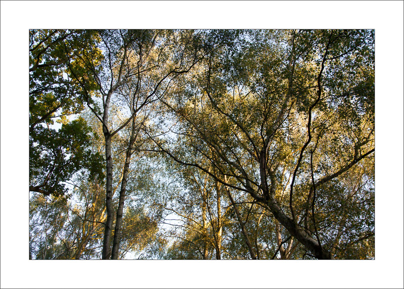  - Sherwood Forest