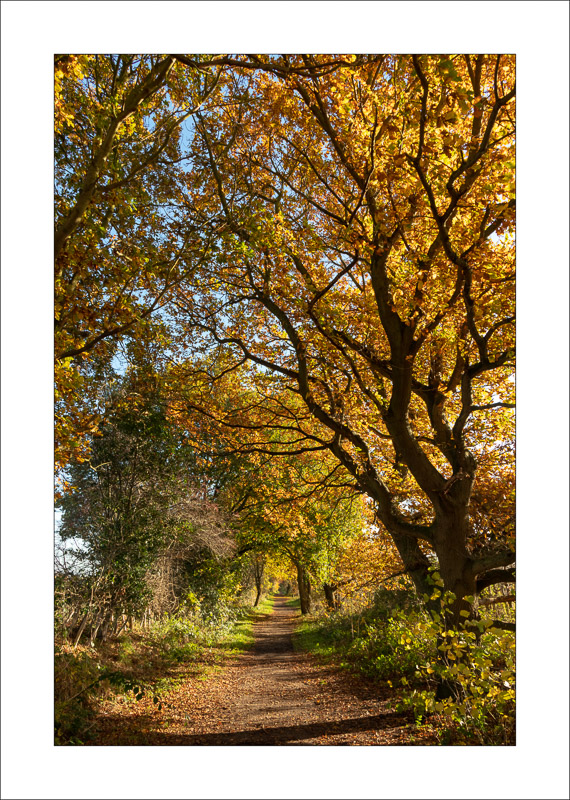  - Southwell Trail in Autumn