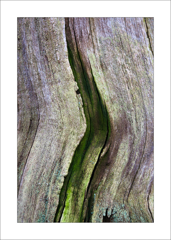  - Ancient Oaks
