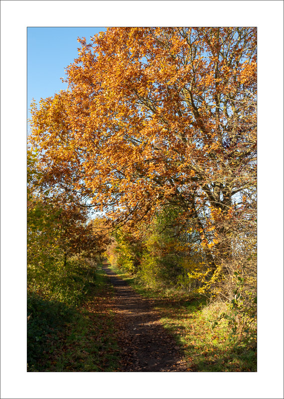  - Southwell Trail in Autumn