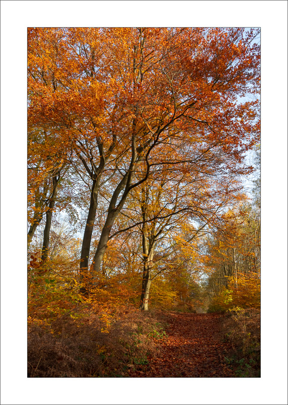  - Sherwood Forest - Autumn