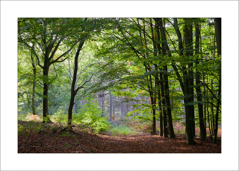  - Sherwood Forest