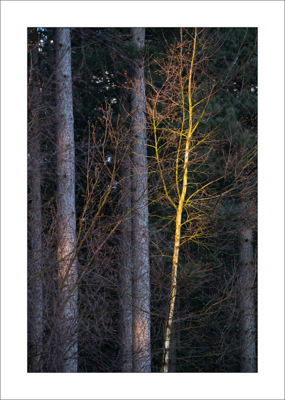  - Sherwood Forest