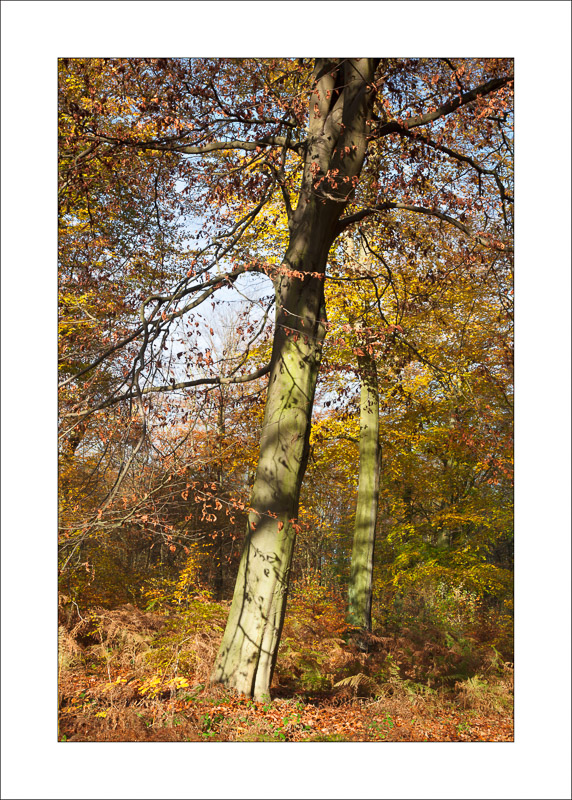  - Sherwood Forest - Autumn